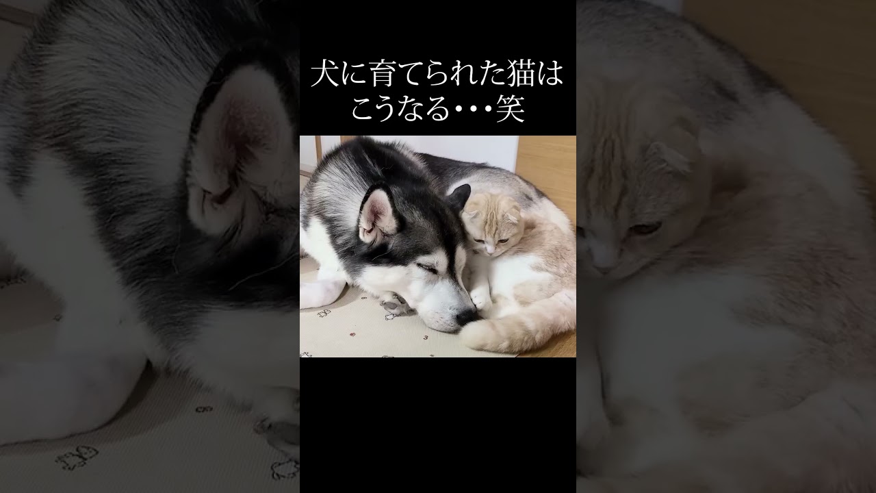 ハスキー犬を自分の親だと思ってる子猫がこちら...#shorts