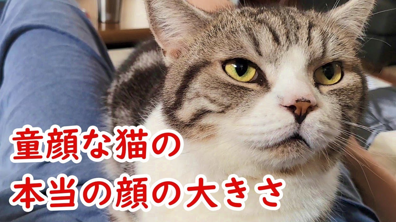 猫(マンチカン)の本当の顔の位置 - Cat's outline -