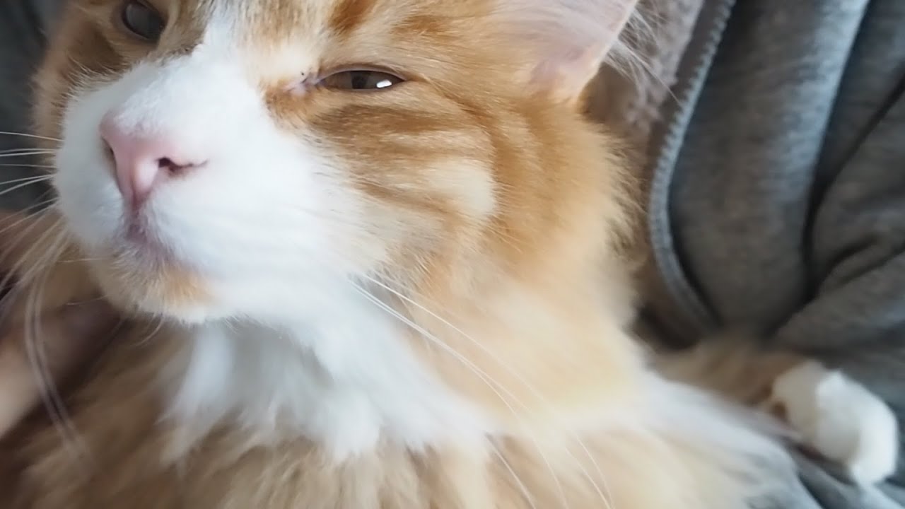 ぼっさぼさの長毛猫をトリミングに出した結果【ノルウェージャンフォレストキャット】