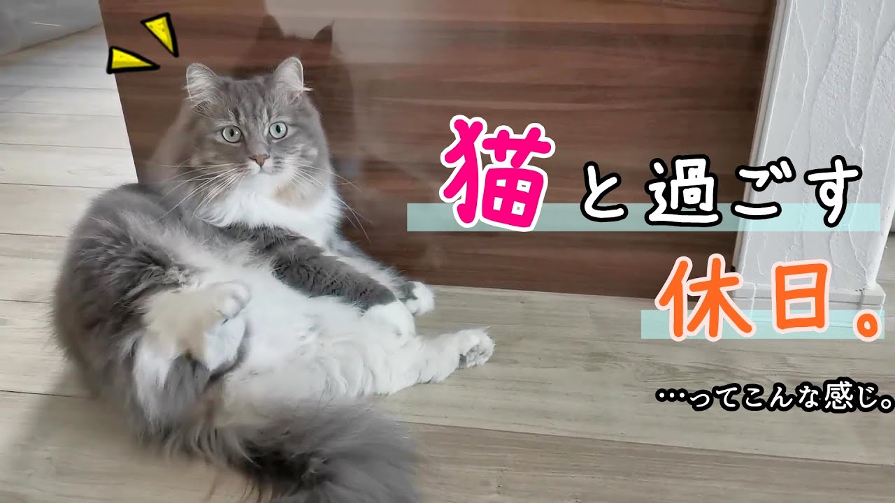 愛猫と過ごす休日ってこんな感じ。【サイベリアンのラフィ#197】