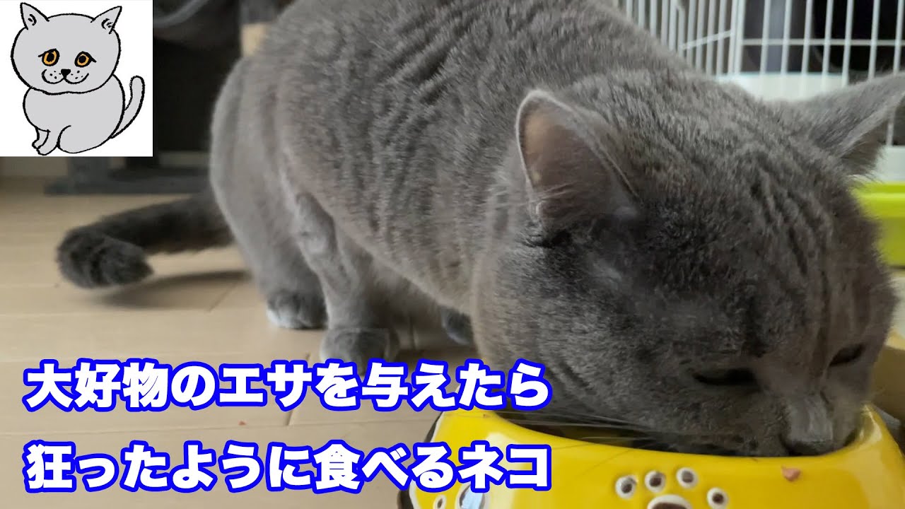【ブリティッシュショートヘア】大好物のエサを与えたら狂ったように食べるネコ【猫】