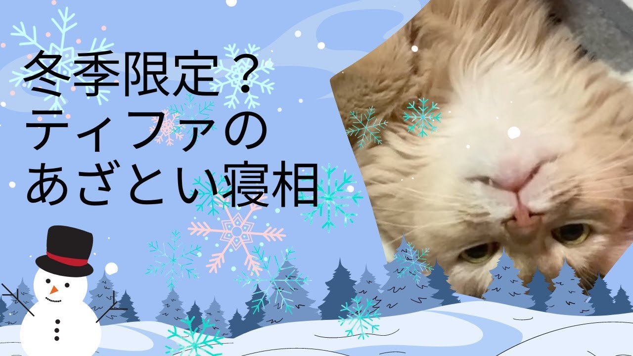 冬季限定？！高確率で見られるあざとさ💕#猫#ソマリ#あざとい#寝相