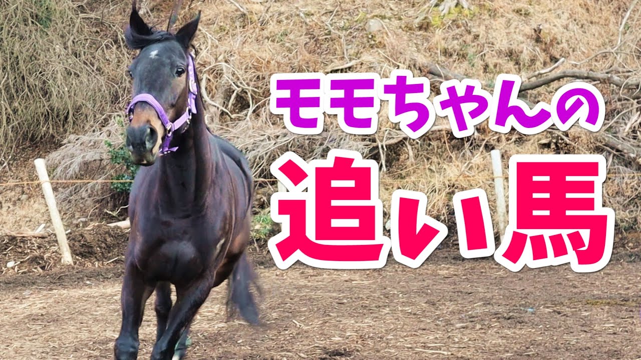 モモちゃん入厩後初の追い馬＆たてがみを切るよ！