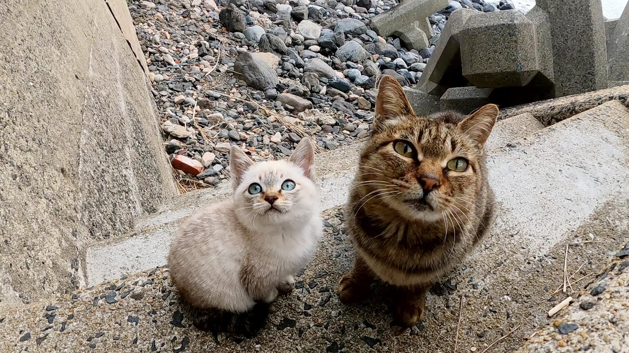 子猫がママの後を一生懸命追いかけて美しい海へお出掛けする