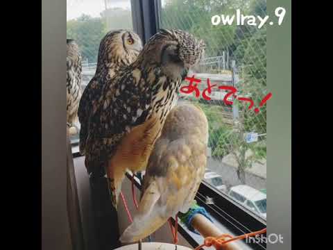 ベンガルワシミミズクと遊びたいメンフクロウ