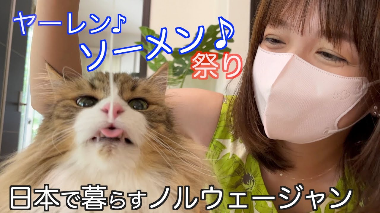 そうめんをたしなむ日本に住むノルウェージャンフォレストキャット