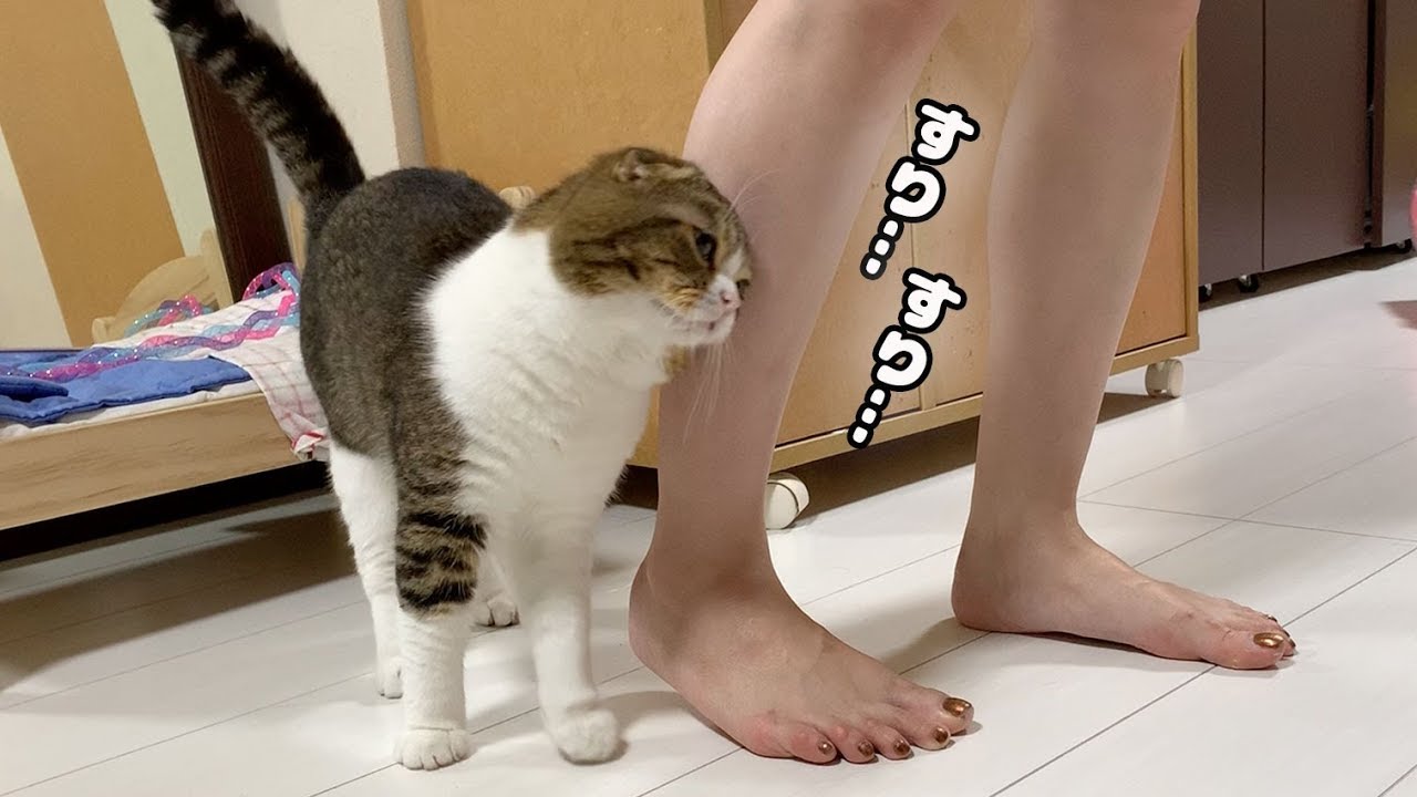 甘えん坊な猫とママの日常動画【スコティッシュフォールド】