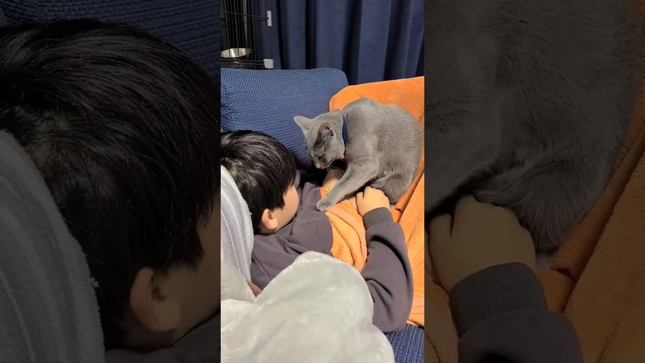 頭突きコミュニケーション 頭ごっつん #閃光のハサウェイ #猫 #ロシアンブルー #shorts