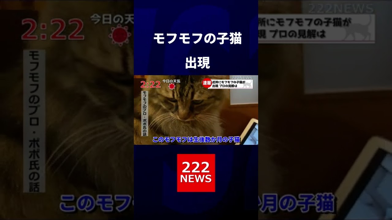 子猫をプロファイリングする猫 #shorts