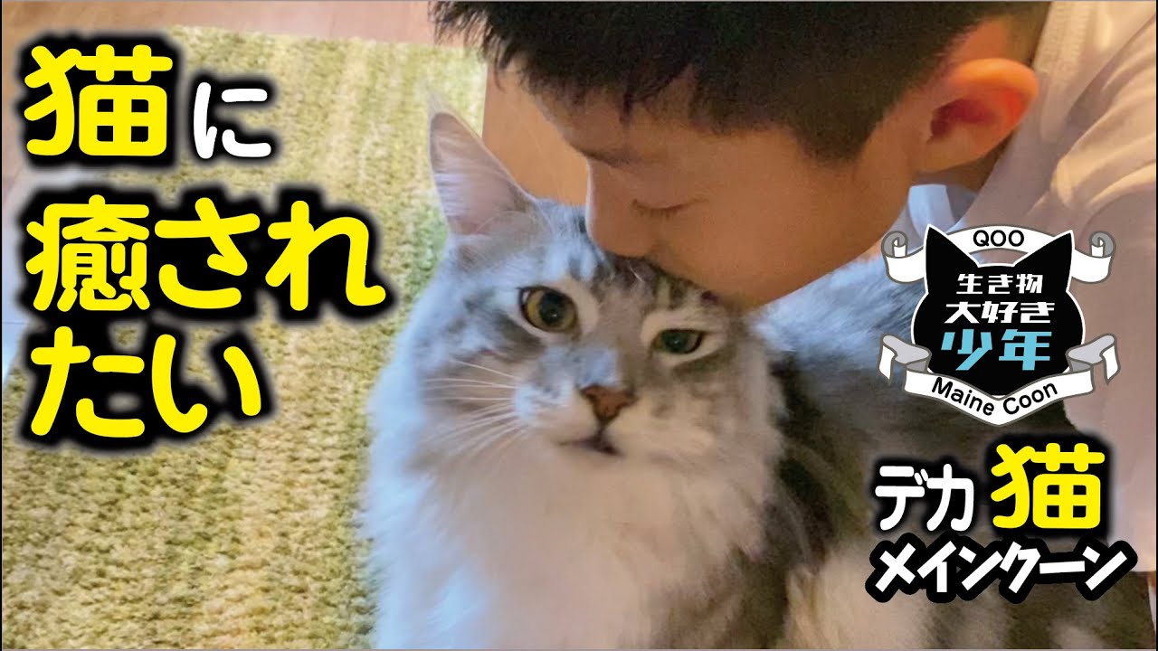 【メインクーン】大型猫にキスの嵐♪癒しの存在、猫の飼育頭数が増加！