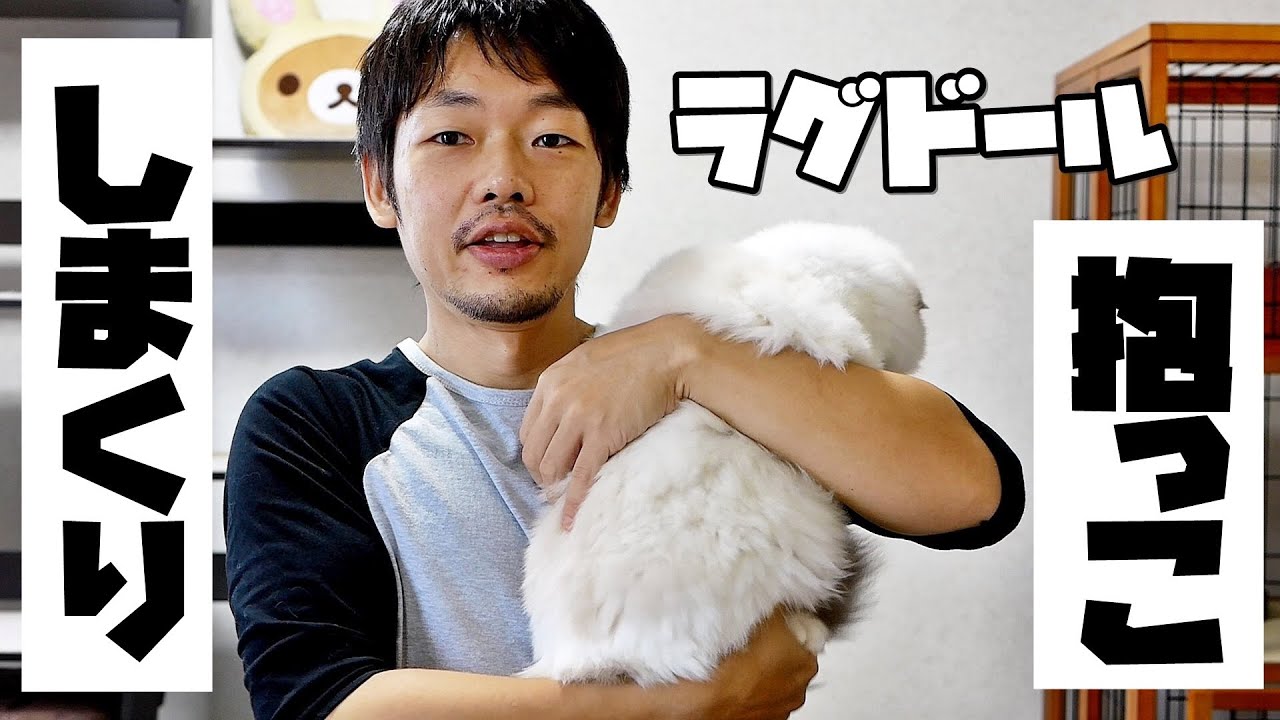 抱っこ猫・ラグドールを思う存分抱っこしてやった Ragdoll Cat