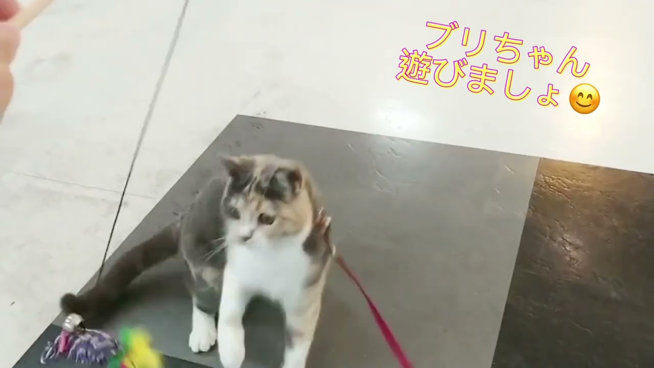 【 ブリティッシュショートヘア 】優しいカラーの三毛猫ちゃん