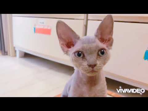 デボンレックス 朝の運動会 2020年10月12日②