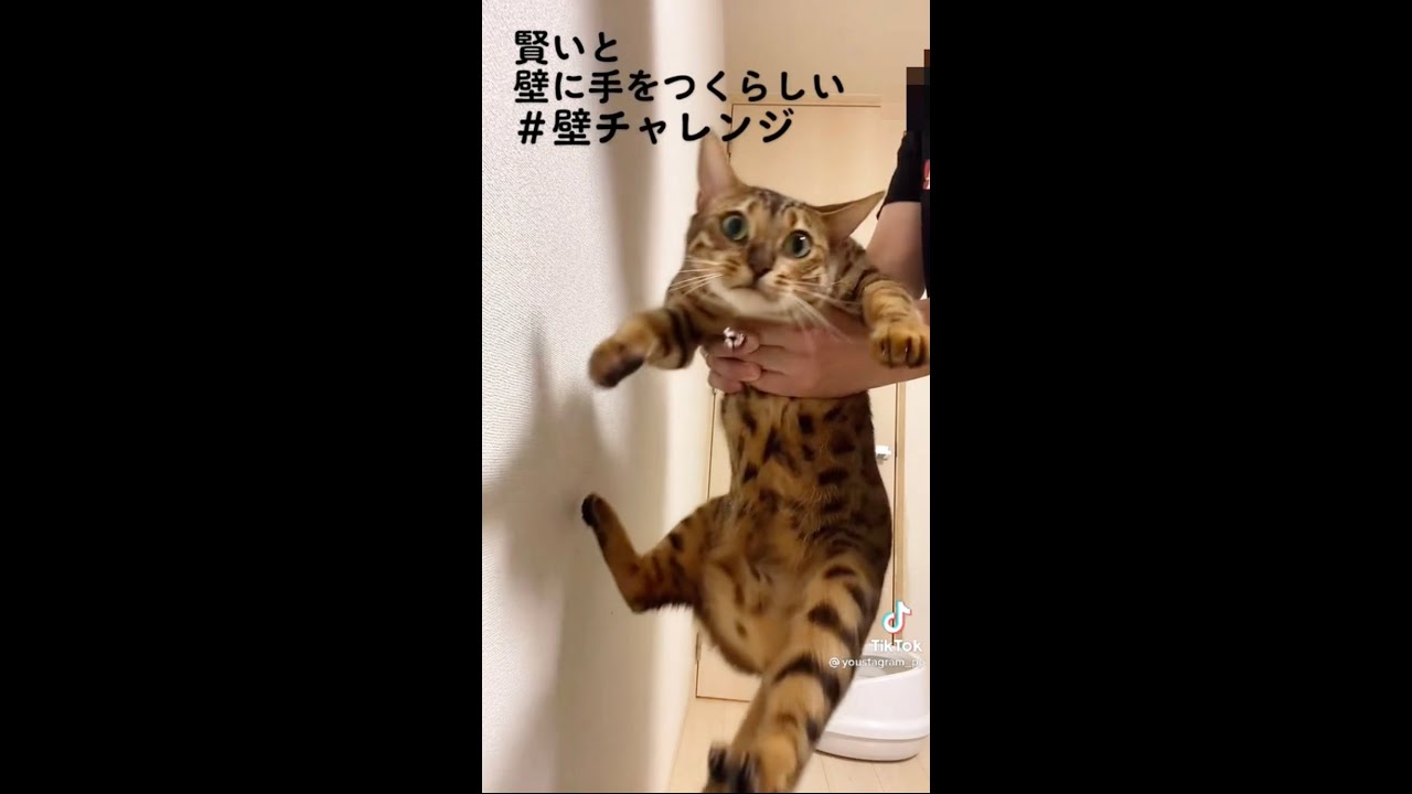 猫の壁チャレンジ！三兄弟編 #shorts