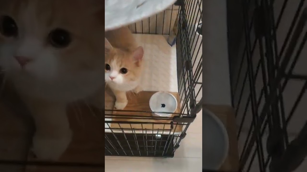 天才子猫がお手を覚えたよ🐾長毛スコティッシュフォールドてお君