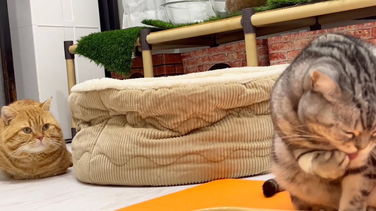 【コラボ】手酌で水を飲むアメリカンショートヘアのあいちゃんを観察してるマンチカンの茶々くん❤️