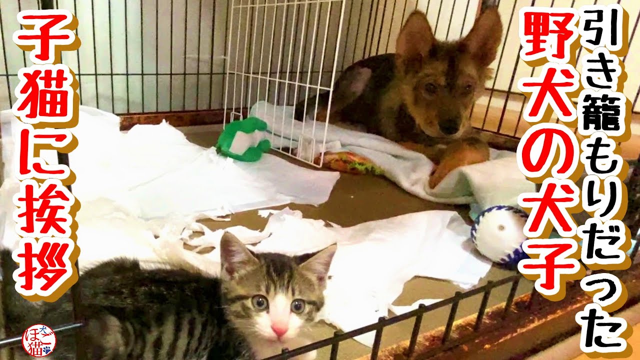 【子犬・子猫・保護犬・保護猫】野犬の子犬、子猫にご挨拶できました