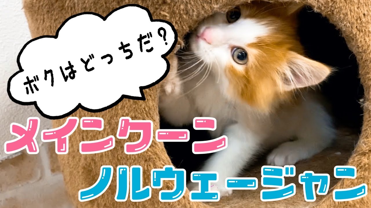 【世界一大きい猫】メインクーンの魅力についてブリーダーが語ります！