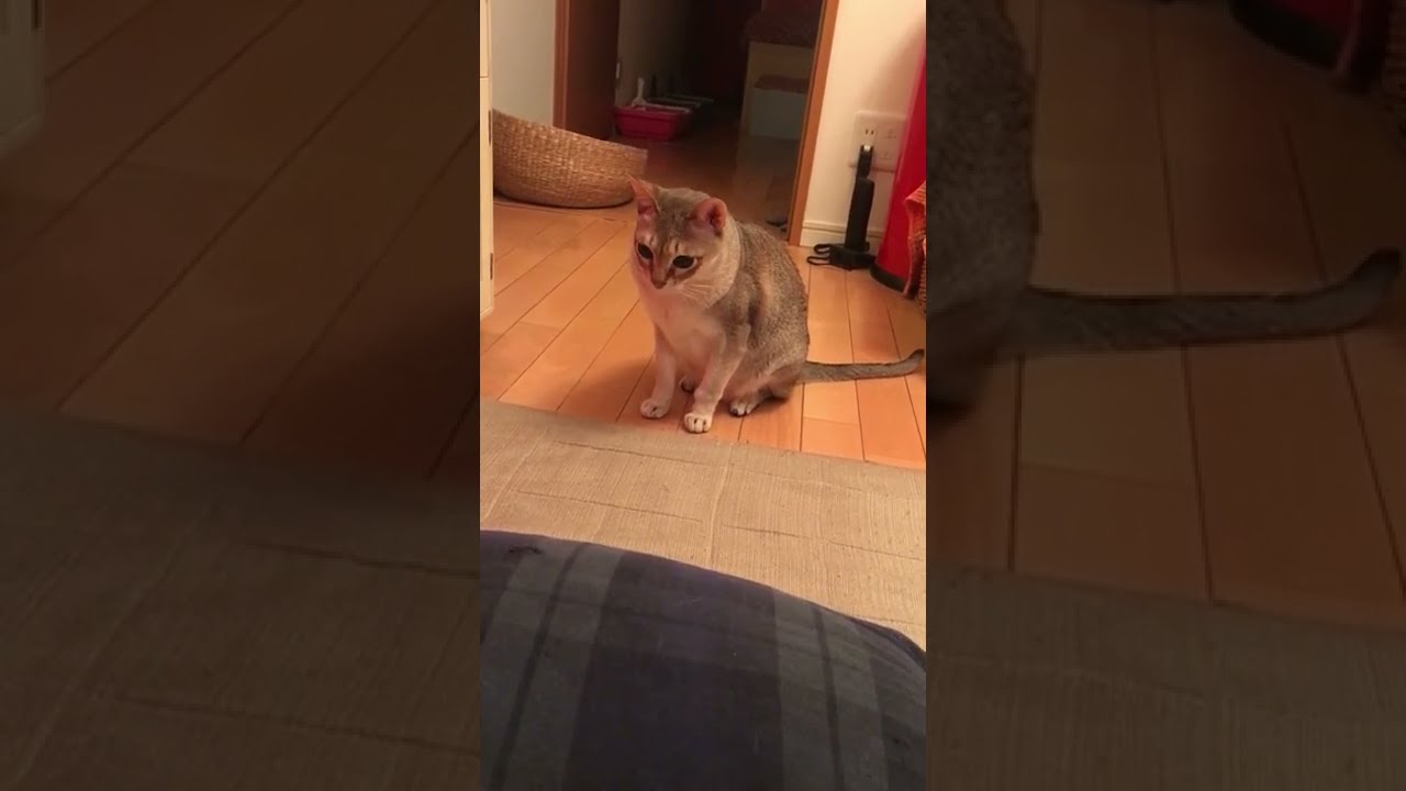 狙ってたのに遊ばないシンガプーラなのにゃ♪