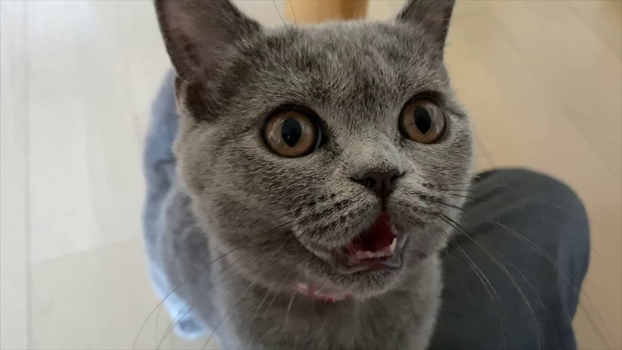猫のいる生活【朝のルーティン】/ブリティッシュショートヘア
