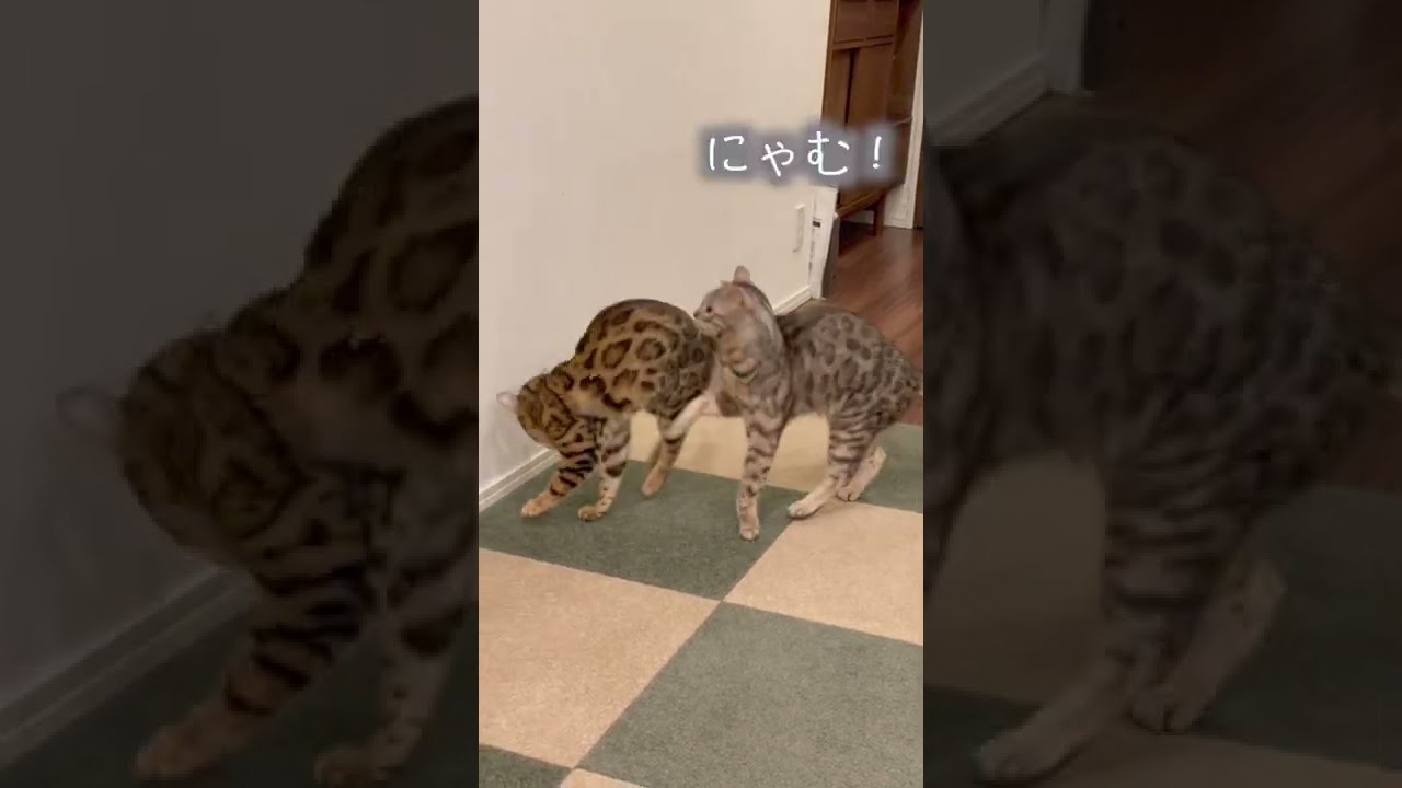 小学生並の声量で喧嘩する猫たち【音量注意】