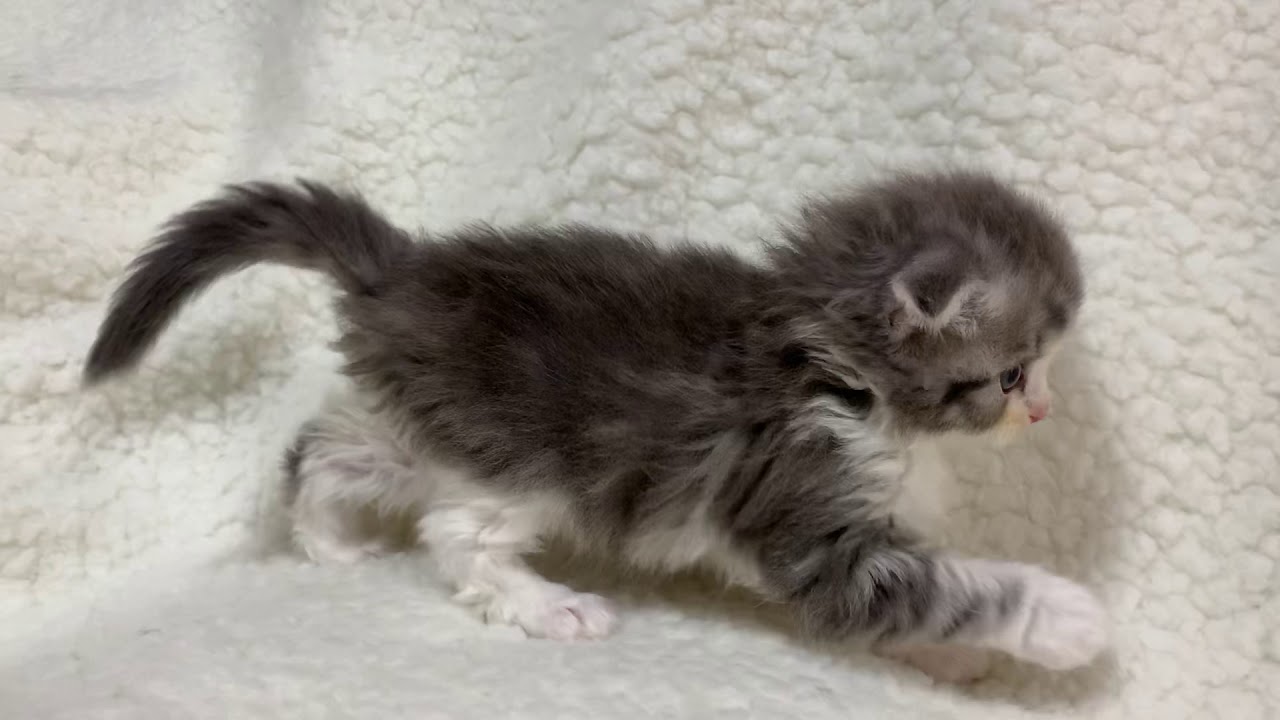 2019年1月10日産スコティッシュフォールド赤ちゃん