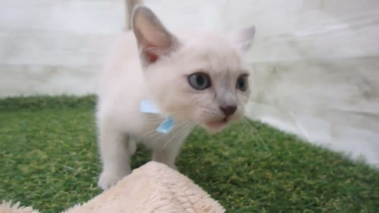 Coo&RIKU　No00586965 トンキニーズ