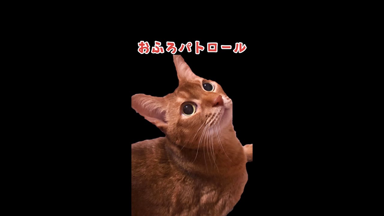 どうしてもお風呂が気になる猫。アビシニアン16歳。