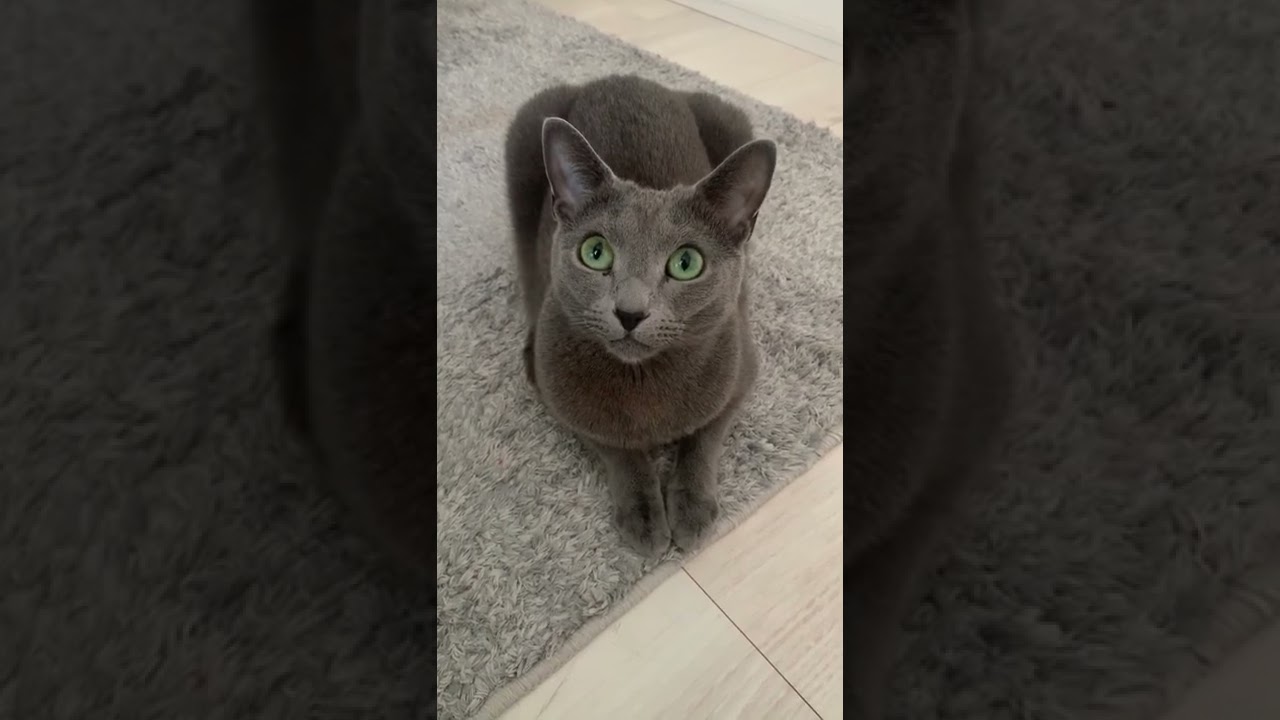 おはよう～と言っている（ような感じの）猫【ロシアンブルー】 #Shorts