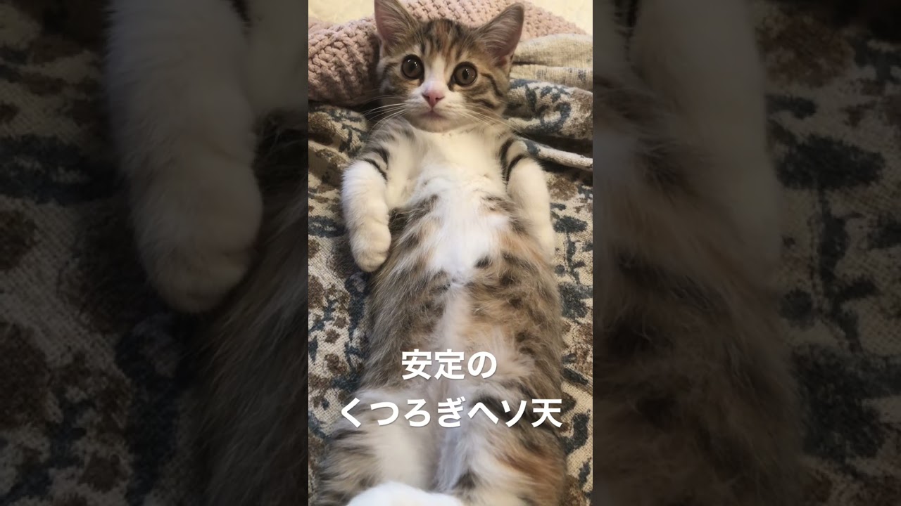 マンチカンのくつろぎヘソ天がこちら…#shorts #kitten