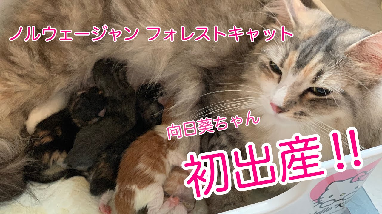 ノルウェージャン フォレストキャット 向日葵ちゃんの初出産‼︎