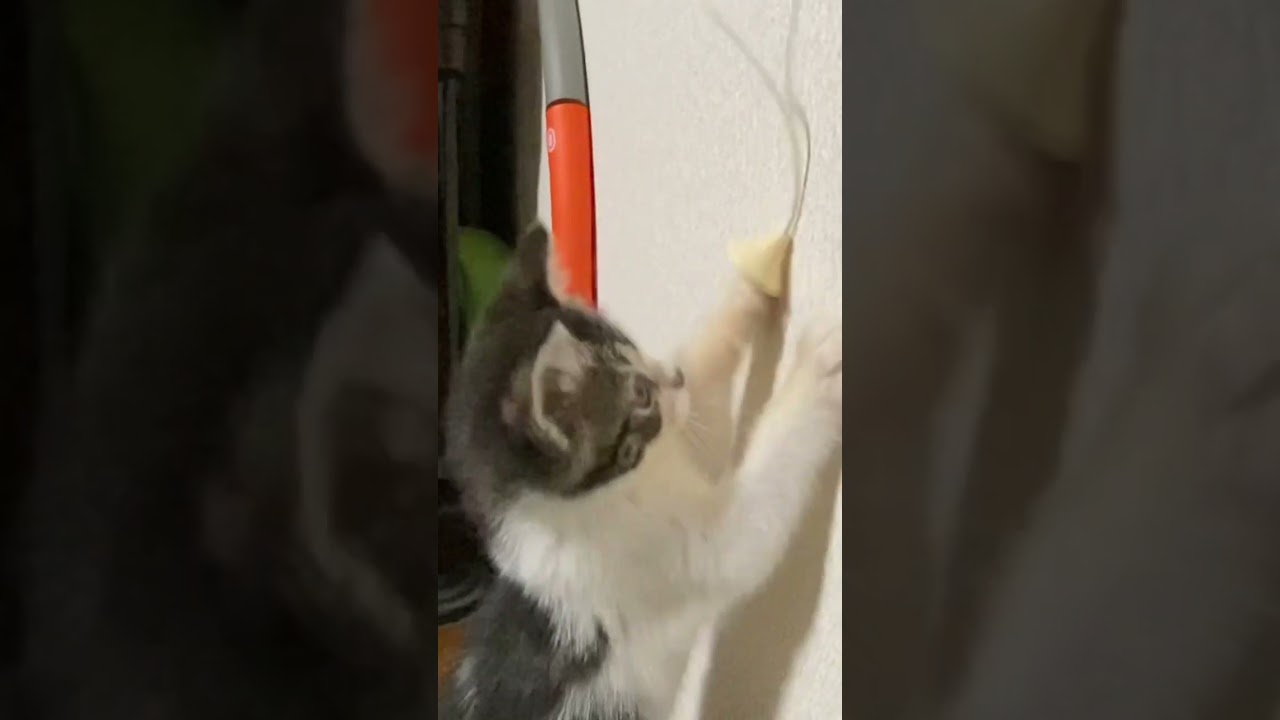 子猫動画　マンチカン子猫のラピちゃん　これ、ニャンだ？