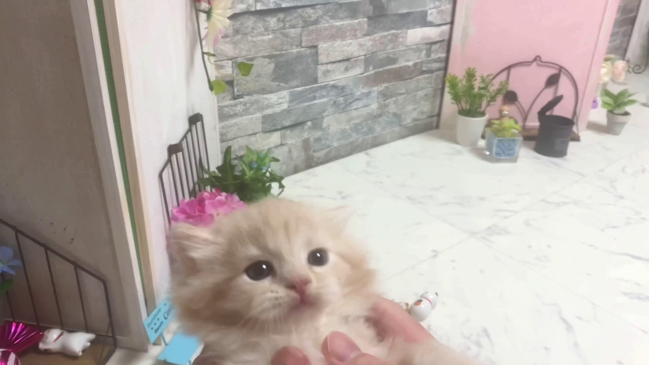 【ナナハチ’s ROOM】長足マンチカン☆ロングヘア   クリームタビー＆ホワイトの女の子　20210120