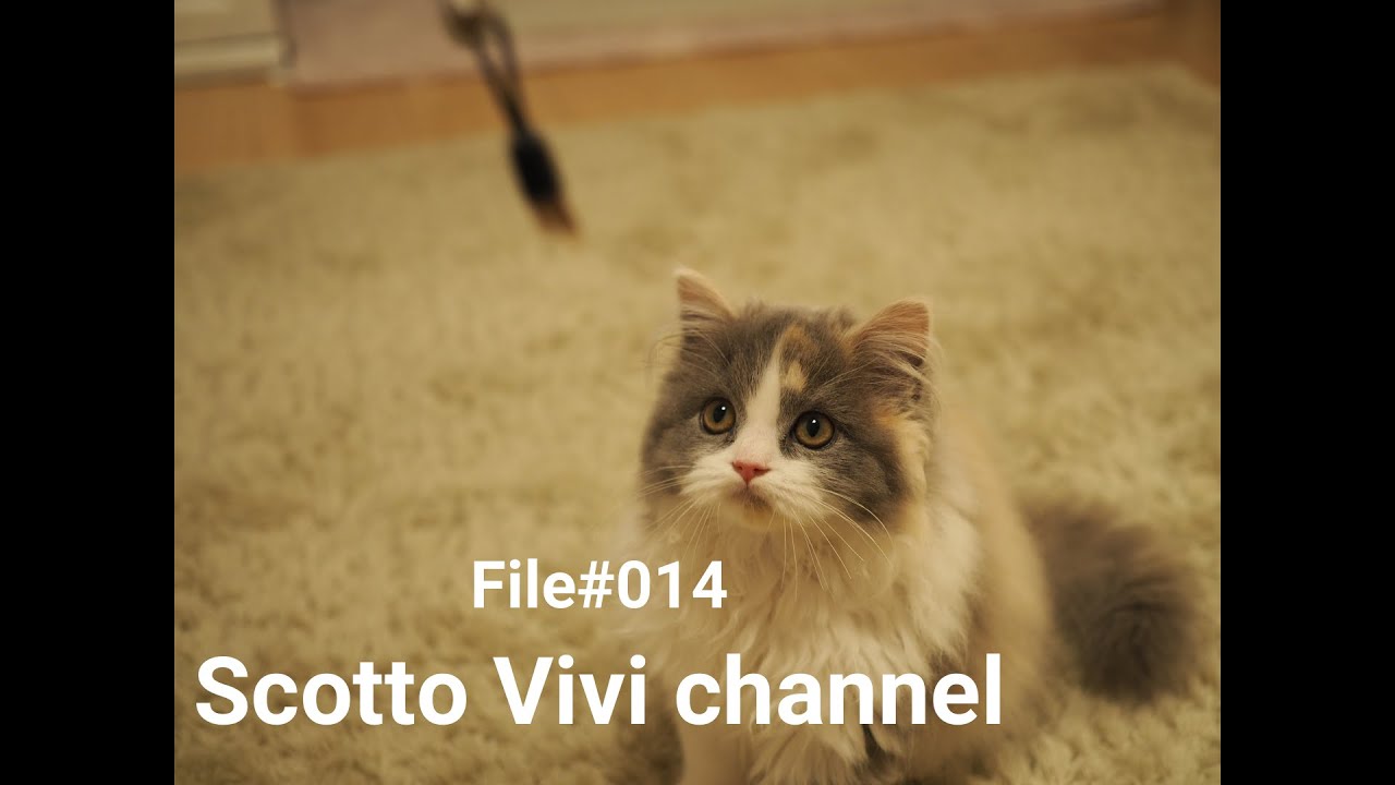 File#014～長毛スコティッシュフォールドの羽おもちゃ遊び～【子猫】