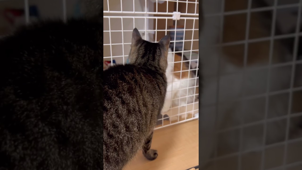 パンクとうま娘のストーリー#shorts #メインクーン #保護猫 #きじとら猫