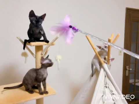 デボンレックスとねこじゃらし