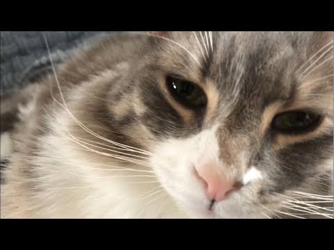 毎朝甘えに来る猫 ノルウェージャンフォレストキャット Every morning.Norwegian Forest Cat.