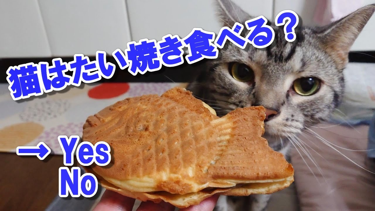 猫はたい焼き食べる？（アメリカンショートヘア）