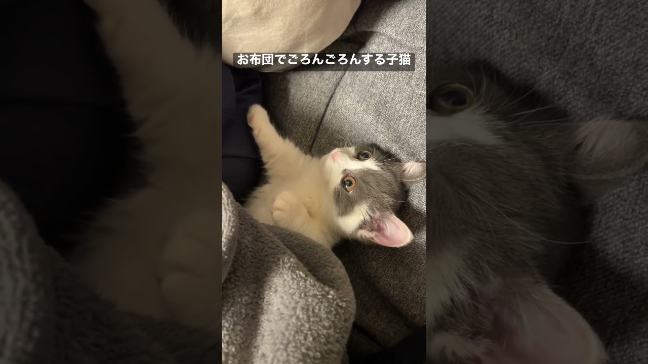 お布団でごろんごろんする子猫🐈🐾#shorts #ねこ #マンチカン #猫