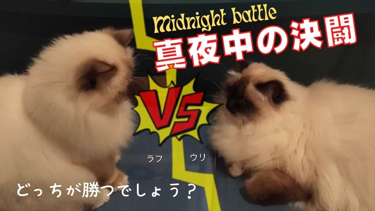 バーマン猫姉妹の静かな戦い【真夜中の決闘】Midnight battle（バーマン猫）Birman/Cat