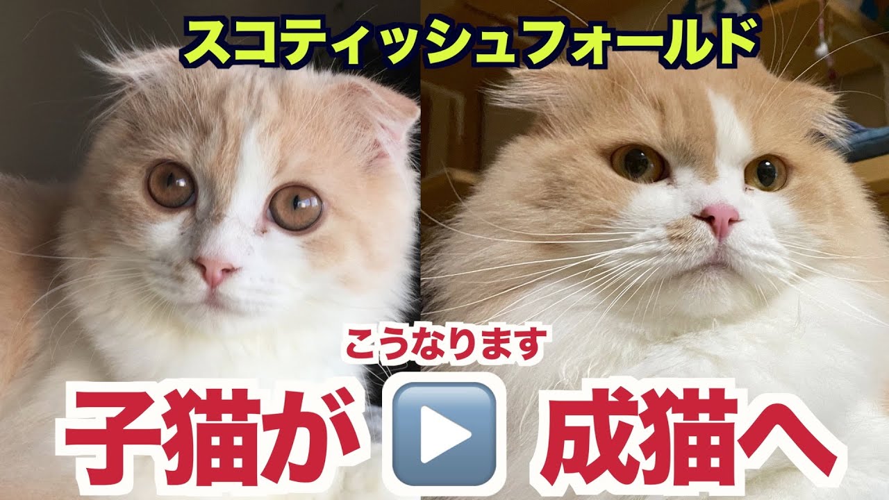 【スコティッシュフォールド】かわいい子猫はこうなります