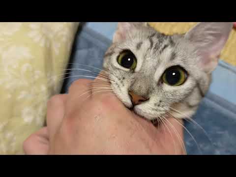 【エジプシャンマウはる】　平日は猫の相手をするべき