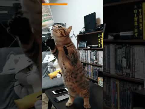 人の食べ物をおねだりする子猫が可愛いww　/キンカロー　マンチカン×アメリカンカール　#Shorts