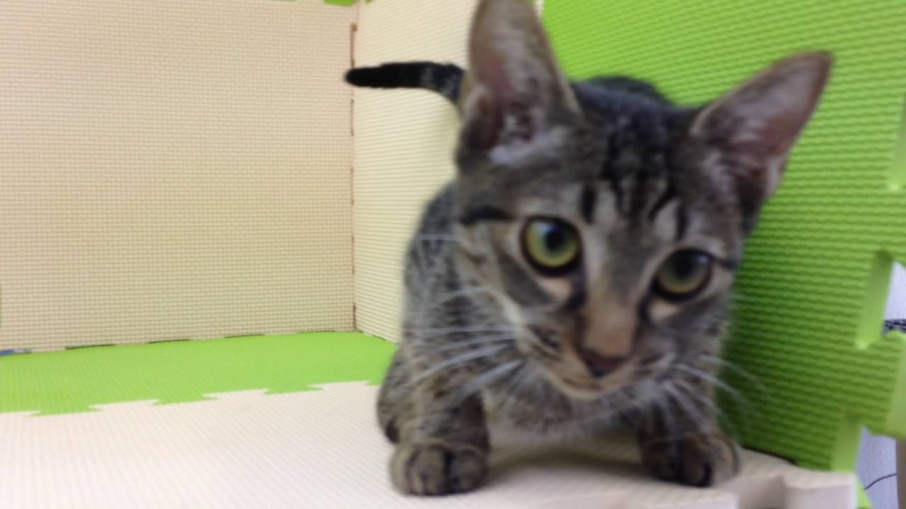 298241　オシキャット