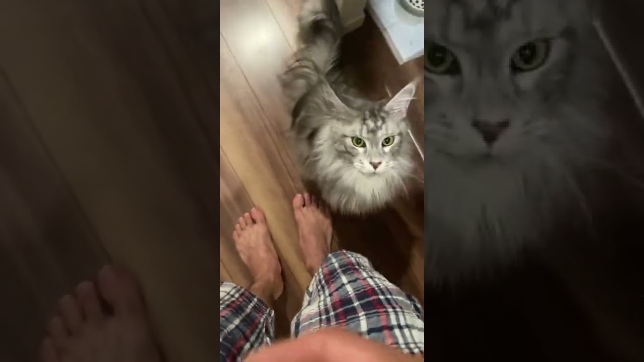 【メインクーン】ついてまわって甘える猫 #shorts