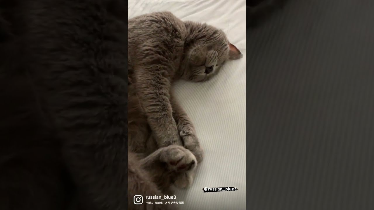 [3匹のロシアンブルー] 眠すぎる！リリ。#shorts