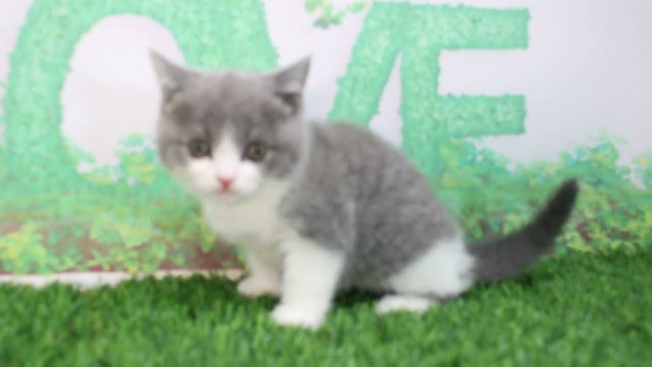 Coo&RIKU　No611984　ブリティッシュショートヘアー