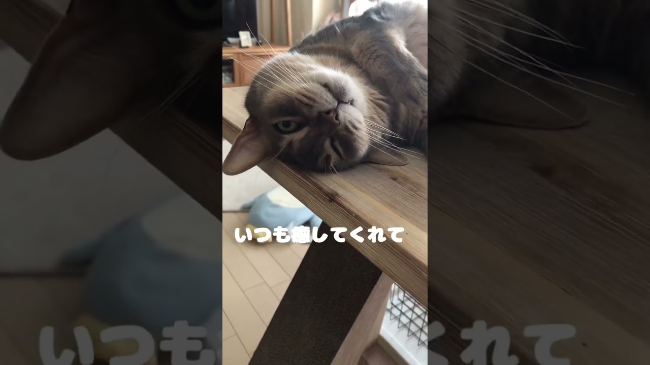 癒してくれる存在です #shorts #猫動画 #アビシニアン #cat #まな猫