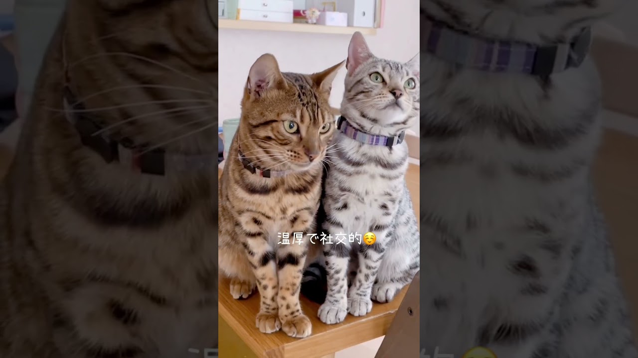 ベンガル猫の性格が可愛い🌟#shorts