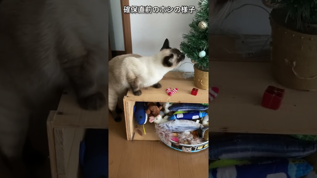 【シャム猫】このあと刑務所に移送される凶悪犯。カメラが捉えた犯行の一部始終